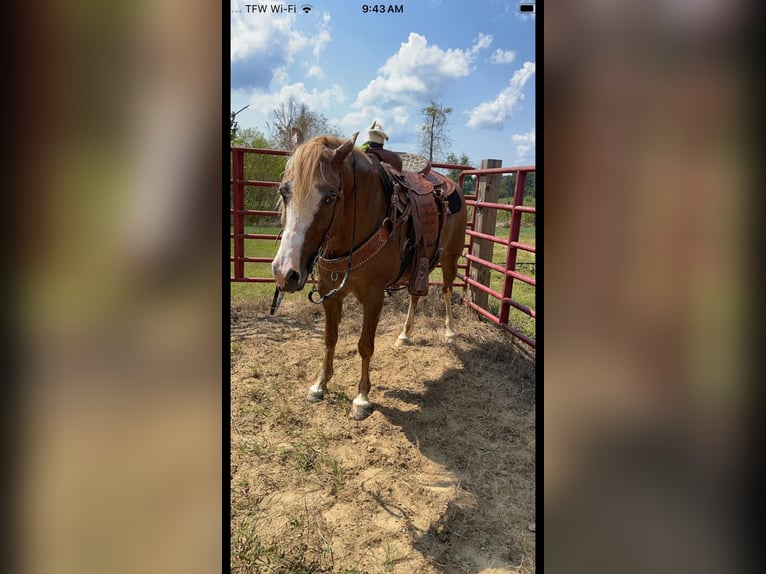 Haflinger Gelding 8 years 14 hh Palomino in Ramseur