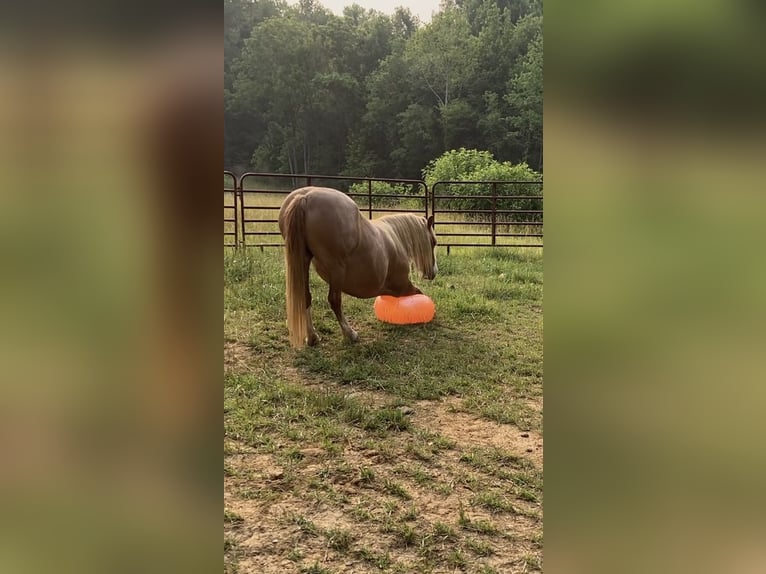 Haflinger Gelding 8 years 14 hh Palomino in Ramseur