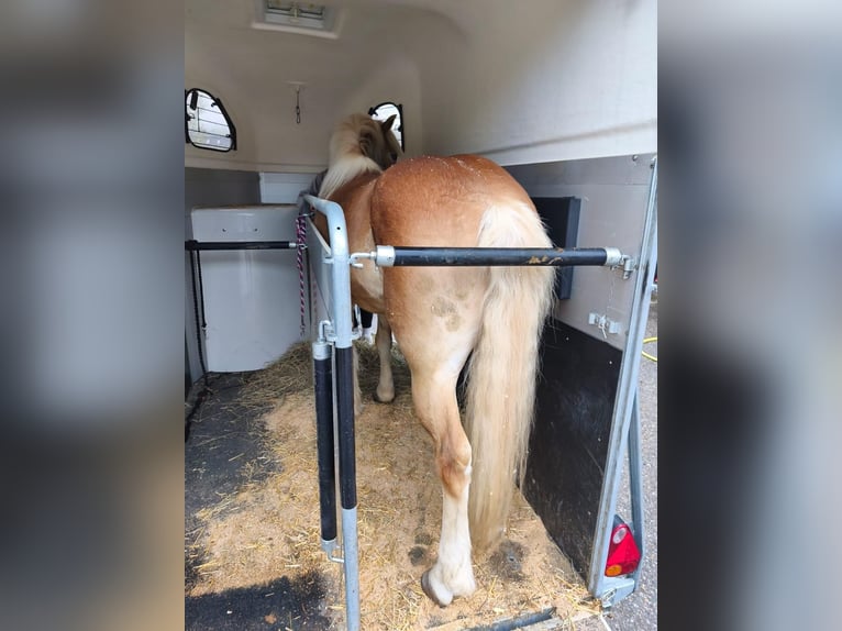 Haflinger Gelding 8 years 14,1 hh Sorrel in Thalgau