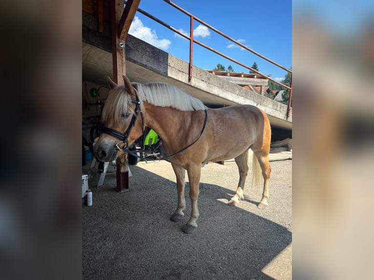 Haflinger Gelding 8 years 14,1 hh Sorrel in Thalgau