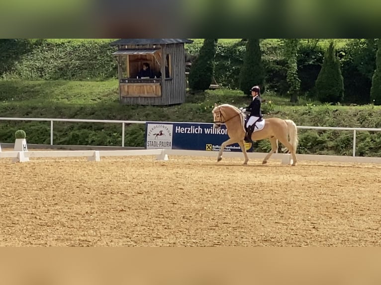 Haflinger Gelding 8 years 14,3 hh in Zistersdorf