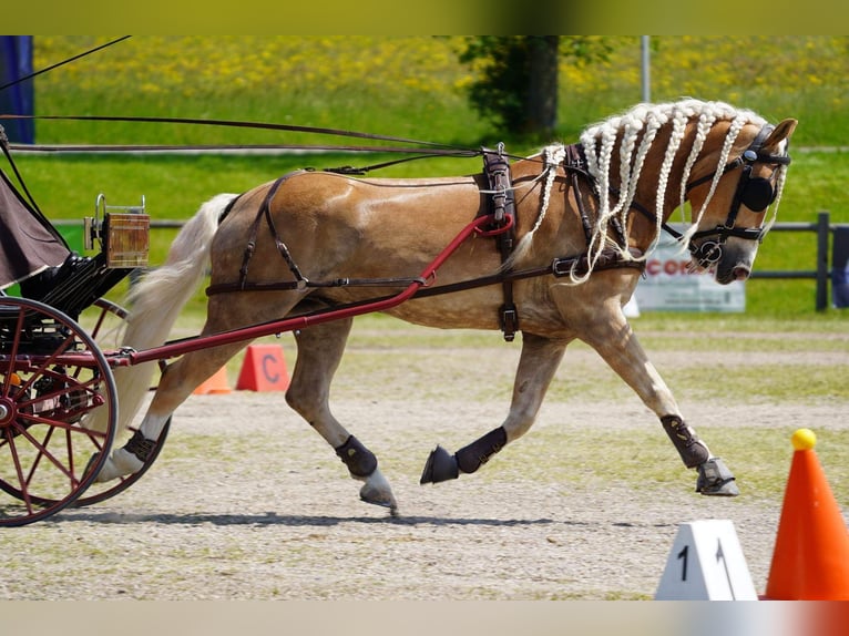 Haflinger Gelding 8 years 14,3 hh in Zistersdorf