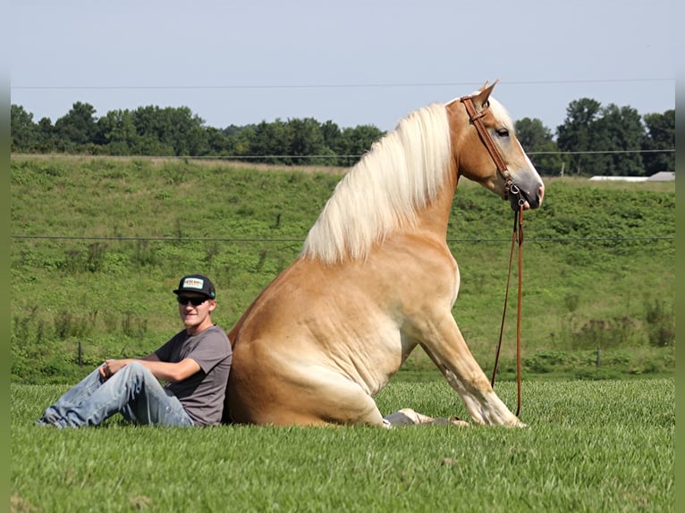 Haflinger Gelding 8 years 15,1 hh Palomino in Whitley city Ky