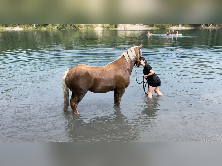 Haflinger Mix Gelding 8 years 15.2 hh Chestnut-Red in Oberkirch