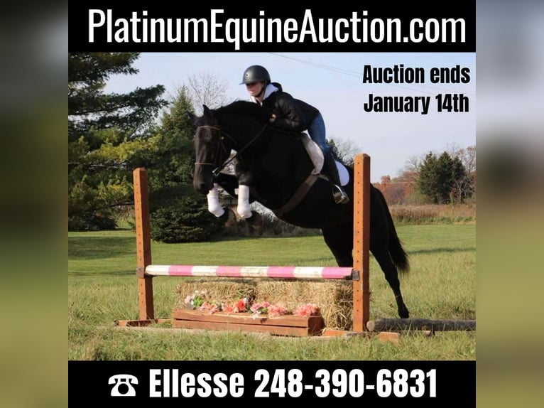 Haflinger Gelding 8 years 15,3 hh Black in Howell MI