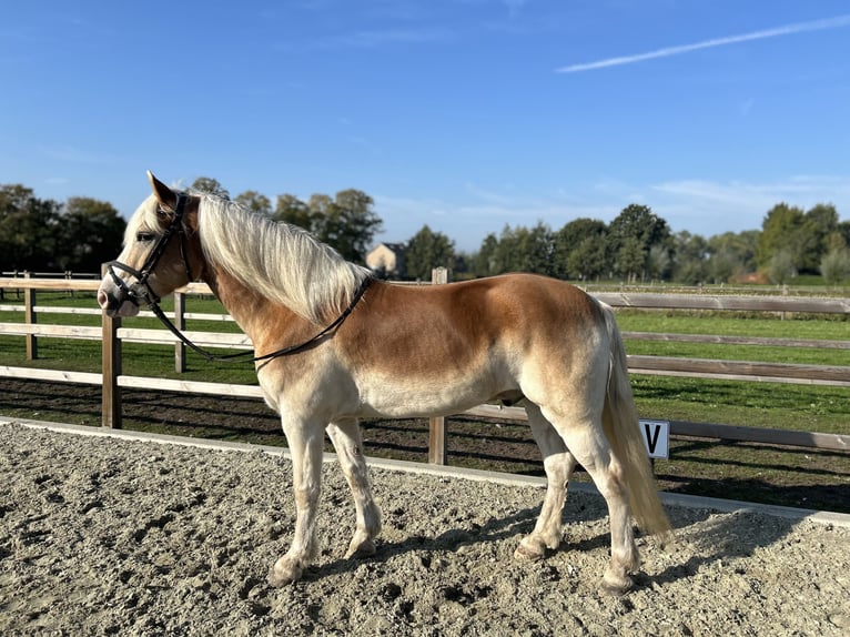 Haflinger Gelding 8 years 15 hh in Sprang-Capelle