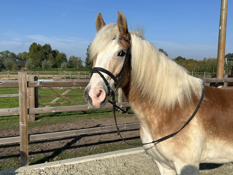 Haflinger Gelding 8 years 15 hh in Sprang-Capelle