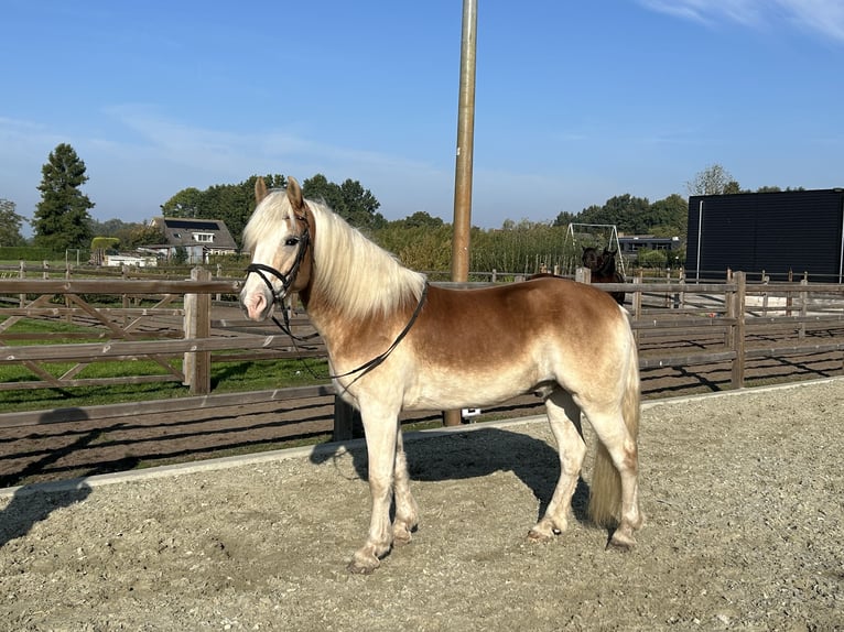 Haflinger Gelding 8 years 15 hh in Sprang-Capelle