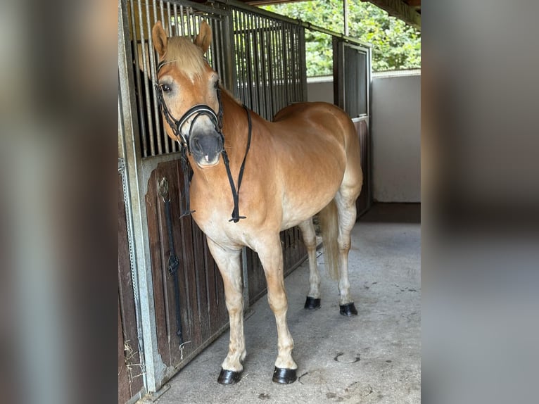 Haflinger Gelding 8 years 15 hh Chestnut-Red in Gummern