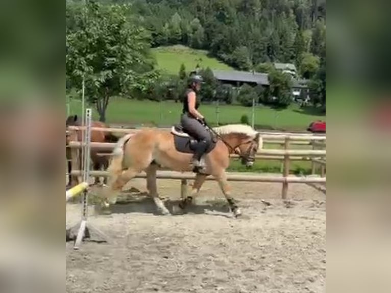 Haflinger Gelding 8 years 15 hh Chestnut-Red in Gummern
