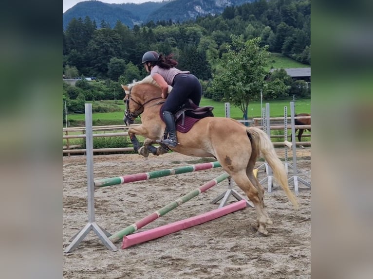 Haflinger Gelding 8 years 15 hh Chestnut-Red in Gummern