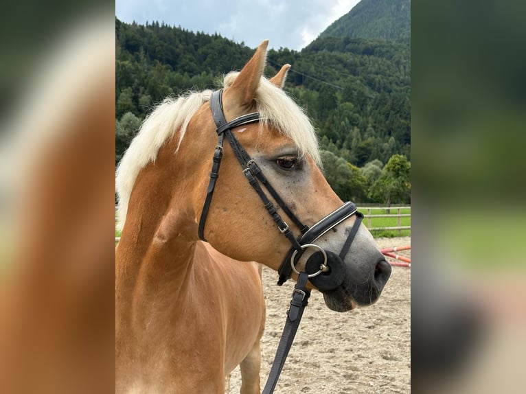 Haflinger Gelding 8 years 15 hh Chestnut-Red in Gummern