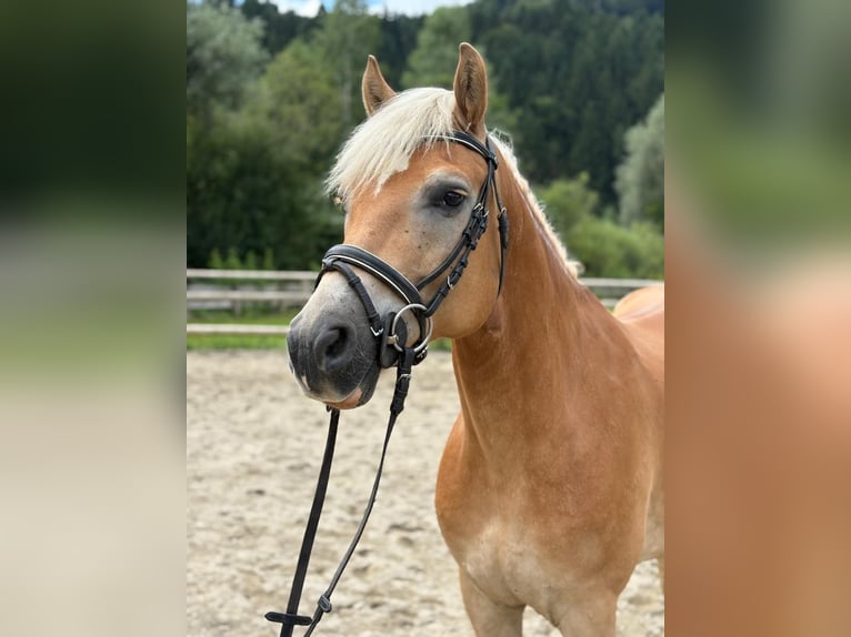 Haflinger Gelding 8 years 15 hh Chestnut-Red in Gummern