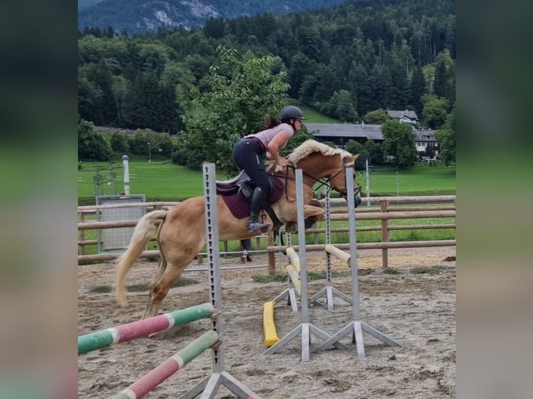 Haflinger Gelding 8 years 15 hh Chestnut-Red in Gummern