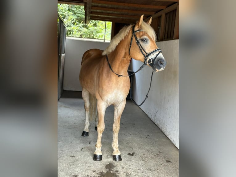 Haflinger Gelding 8 years 15 hh Chestnut-Red in Gummern