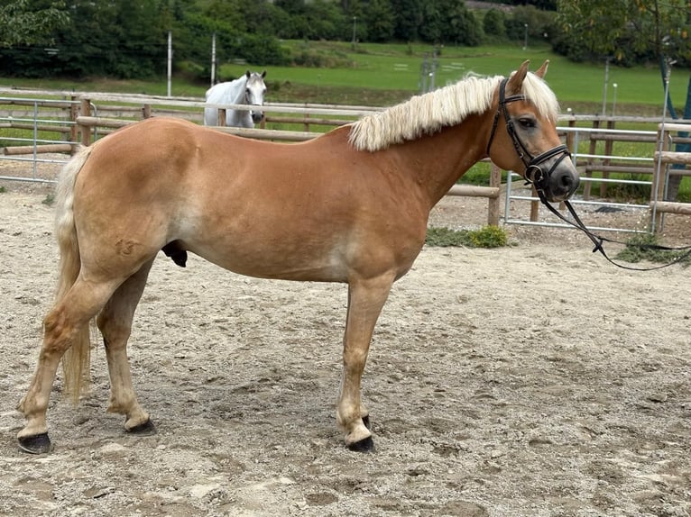 Haflinger Gelding 8 years 15 hh Chestnut-Red in Gummern