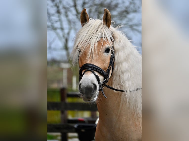 Haflinger Gelding 8 years 15 hh  in Den Dungen
