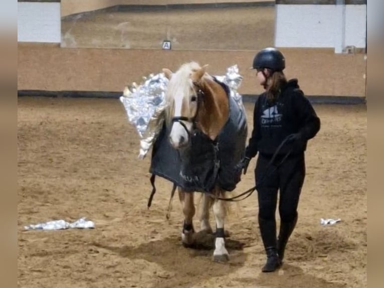 Haflinger Gelding 8 years 15,1 hh Chestnut-Red in Langelsheim