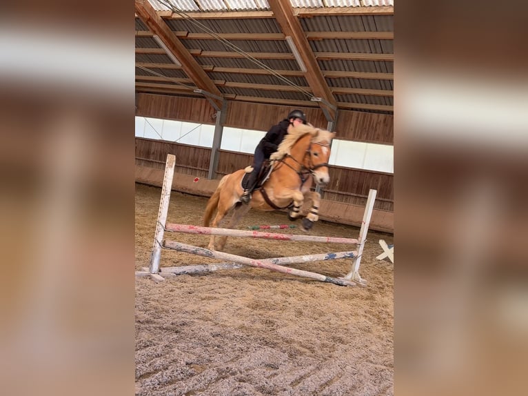 Haflinger Gelding 8 years 15,1 hh Chestnut-Red in Mitterbach