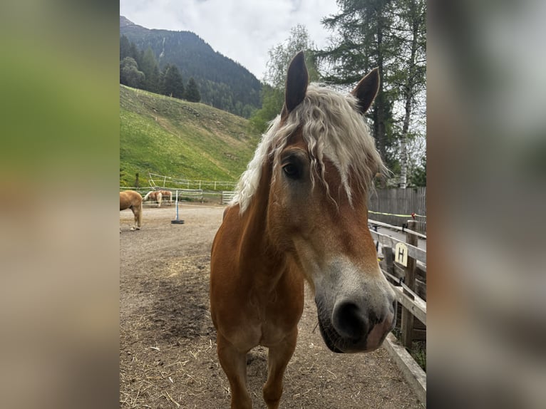 Haflinger Gelding 8 years 15,1 hh Chestnut-Red in Galt&#xFC;r
