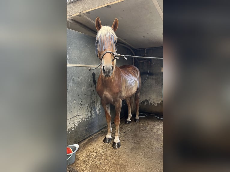 Haflinger Mix Gelding 8 years 15,2 hh in Breda