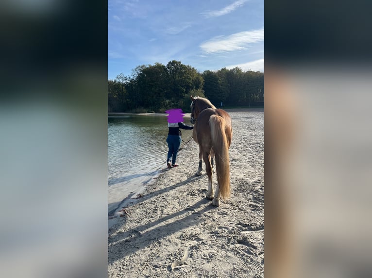 Haflinger Mix Gelding 8 years 15,2 hh in Breda