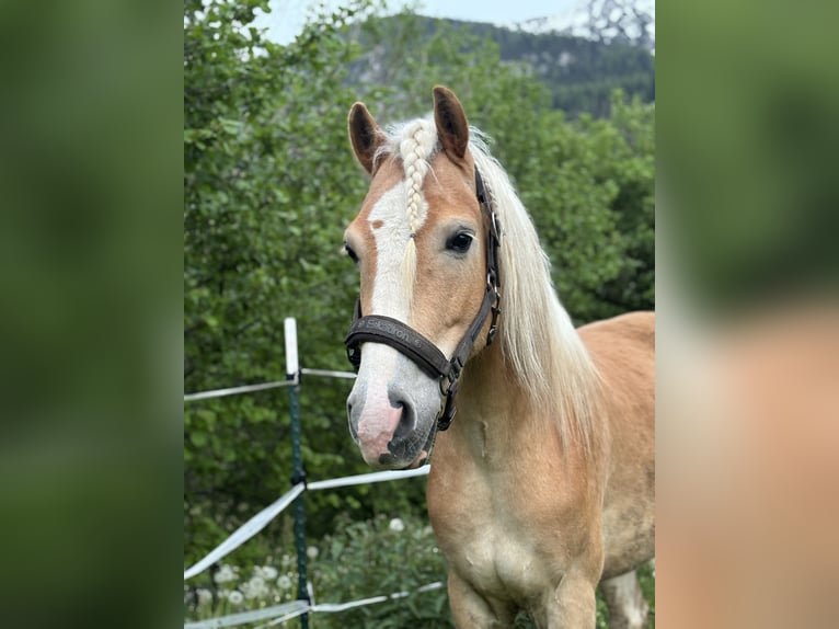 Haflinger Gelding 8 years 16 hh Palomino in Häselgehr