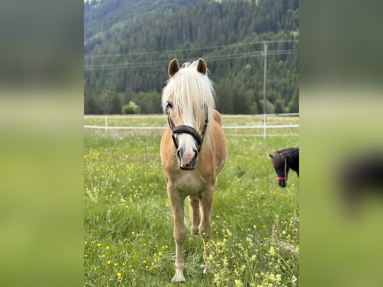 Haflinger Gelding 8 years 16 hh Palomino in Häselgehr