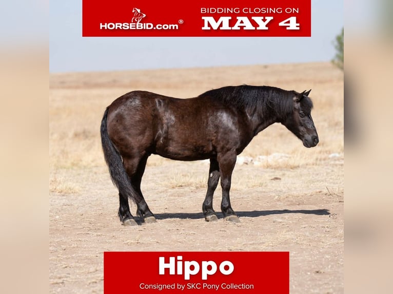 Haflinger Mix Gelding 8 years Black in Canyon, TX