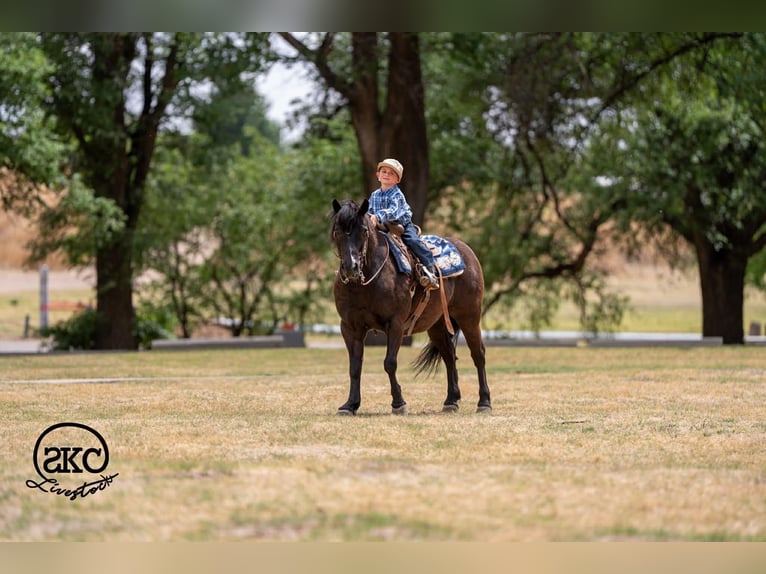 Haflinger Mix Gelding 8 years Black in Canyon, TX