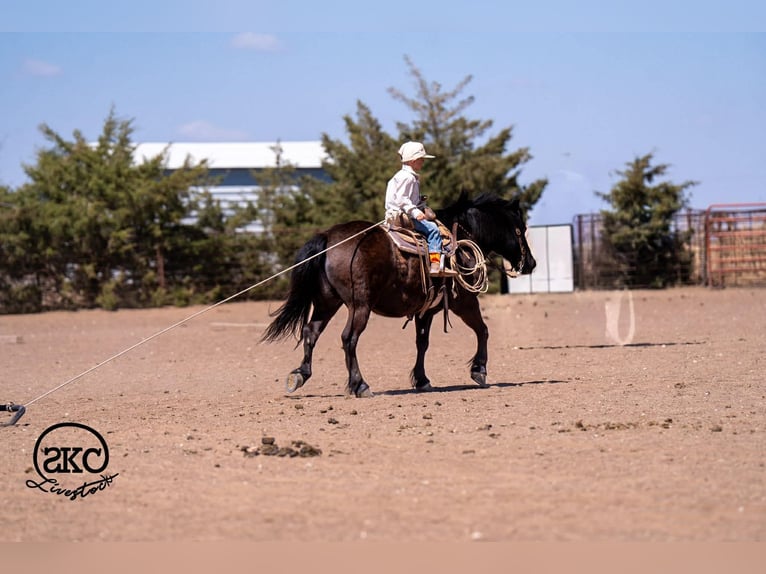 Haflinger Mix Gelding 8 years Black in Canyon, TX