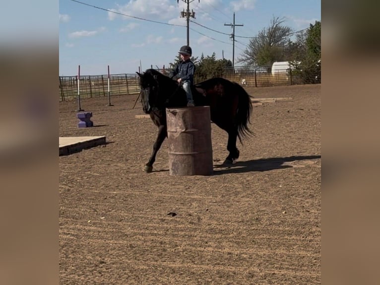 Haflinger Mix Gelding 8 years Black in Canyon, TX