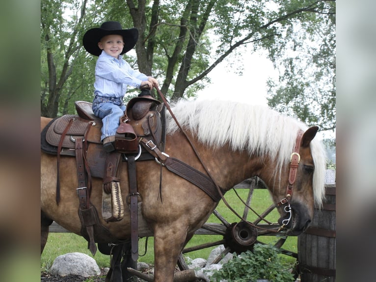 Haflinger Gelding 9 years 13,2 hh in Fergus Falls, MN