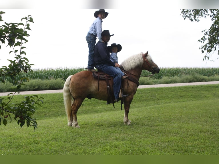 Haflinger Gelding 9 years 13,2 hh in Fergus Falls, MN