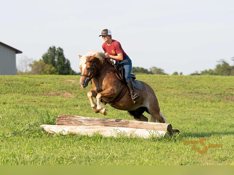 Haflinger Gelding 9 years 13,2 hh Sorrel in Sweet Springs MO