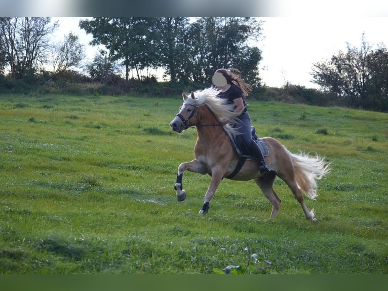 Haflinger Gelding 9 years 14,1 hh Chestnut-Red in Thalheim / Erzgebirge