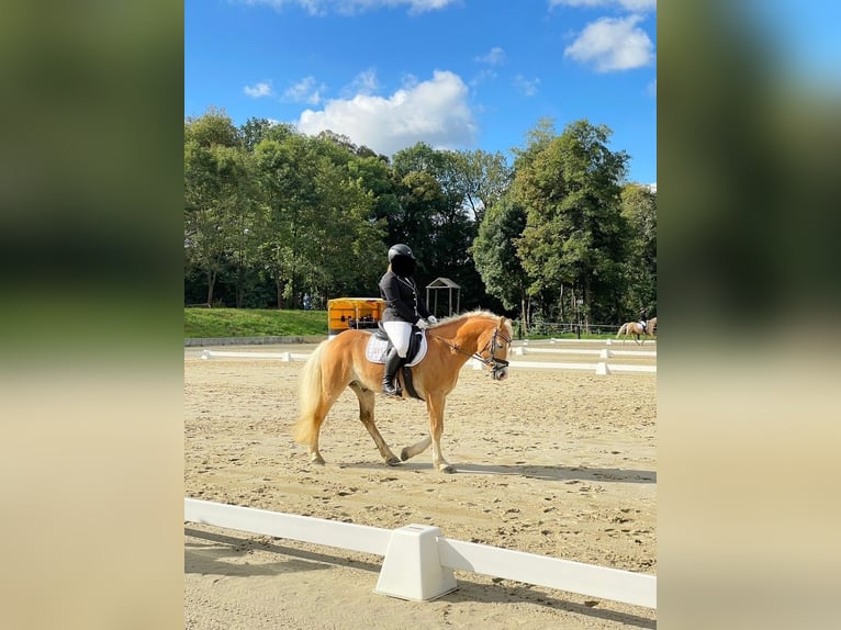 Haflinger Gelding 9 years 14,1 hh Chestnut-Red in Thalheim / Erzgebirge