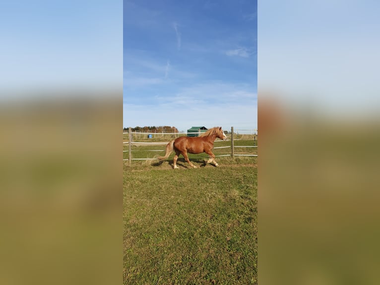 Haflinger Mix Gelding 9 years 14,1 hh Dun in Königsfeld im Schwarzwald