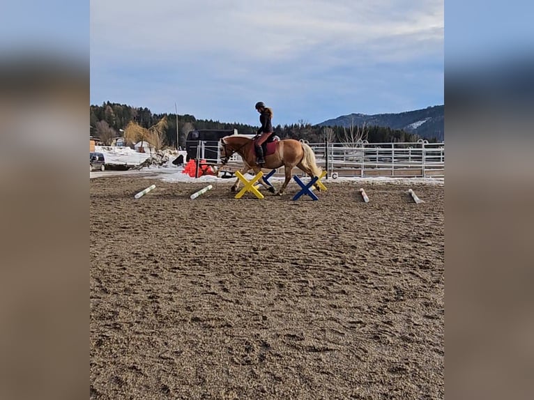 Haflinger Gelding 9 years 14,1 hh in Feistritzgraben