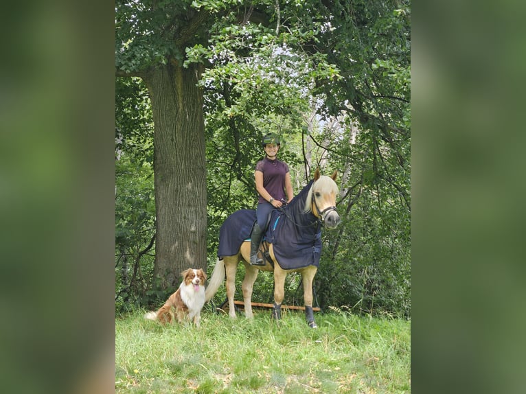 Haflinger Gelding 9 years 14,1 hh in Feistritzgraben