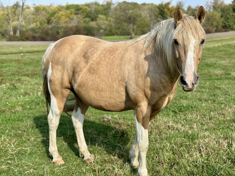 Haflinger Mix Gelding 9 years 14.1 hh Palomino in River Falls