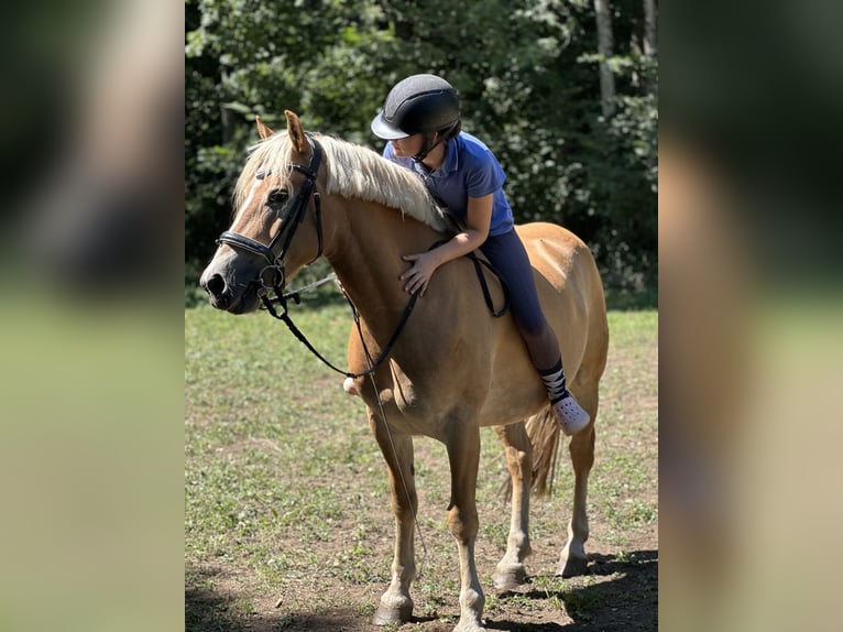 Haflinger Gelding 9 years 14.2 hh Chestnut-Red in Feldkirchen