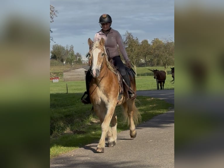 Haflinger Gelding 9 years 14.2 hh Chestnut-Red in Nettetal