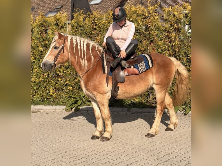 Haflinger Gelding 9 years 14.2 hh Chestnut-Red in Nettetal