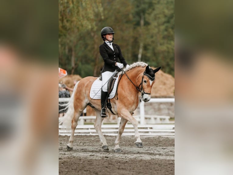 Haflinger Gelding 9 years 14.2 hh  in Pfarrwerfen