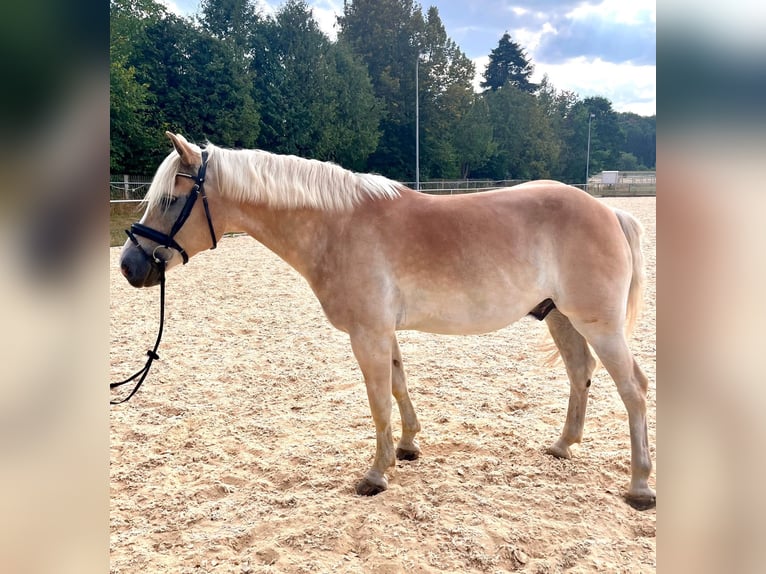 Haflinger Gelding 9 years 14.2 hh  in Neuendettelsau