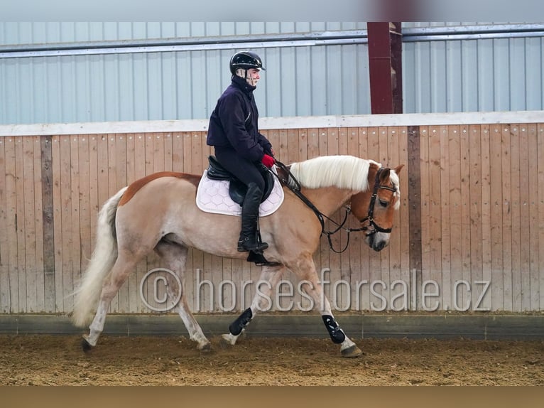 Haflinger Gelding 9 years 14.2 hh Palomino in Ceske Budejovice