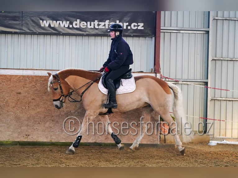Haflinger Gelding 9 years 14.2 hh Palomino in Ceske Budejovice