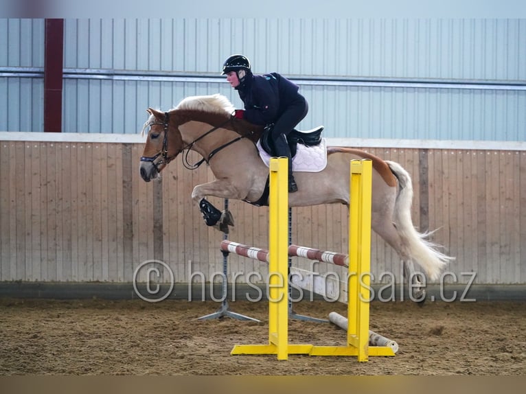 Haflinger Gelding 9 years 14.2 hh Palomino in Ceske Budejovice