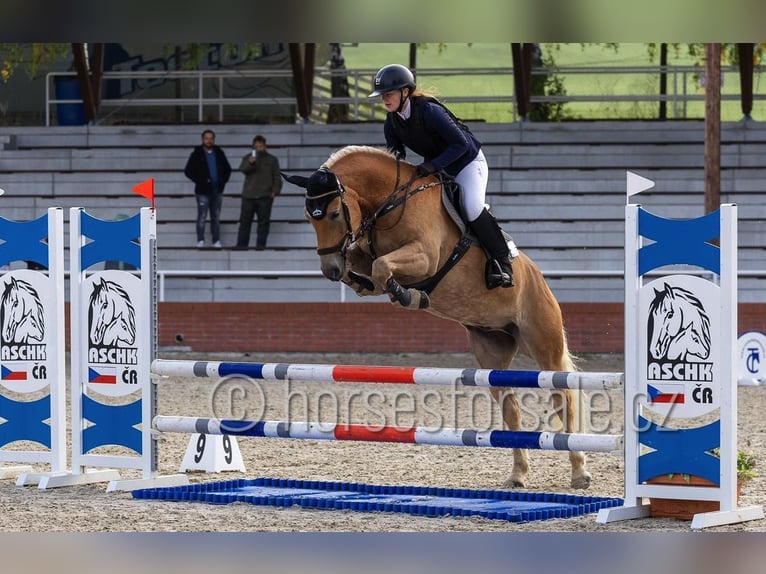 Haflinger Gelding 9 years 14.2 hh Palomino in Ceske Budejovice
